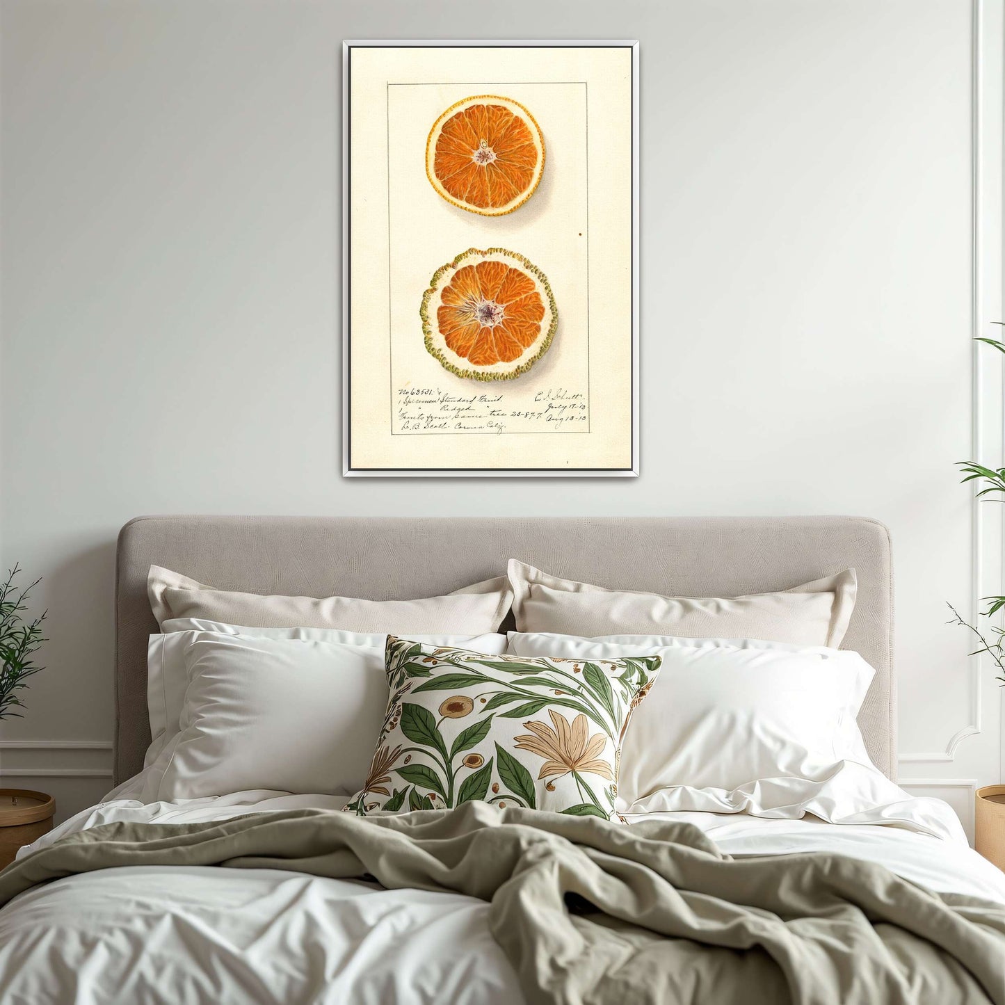 Orange slices, botanical illustration by Ellen Isham Schutt