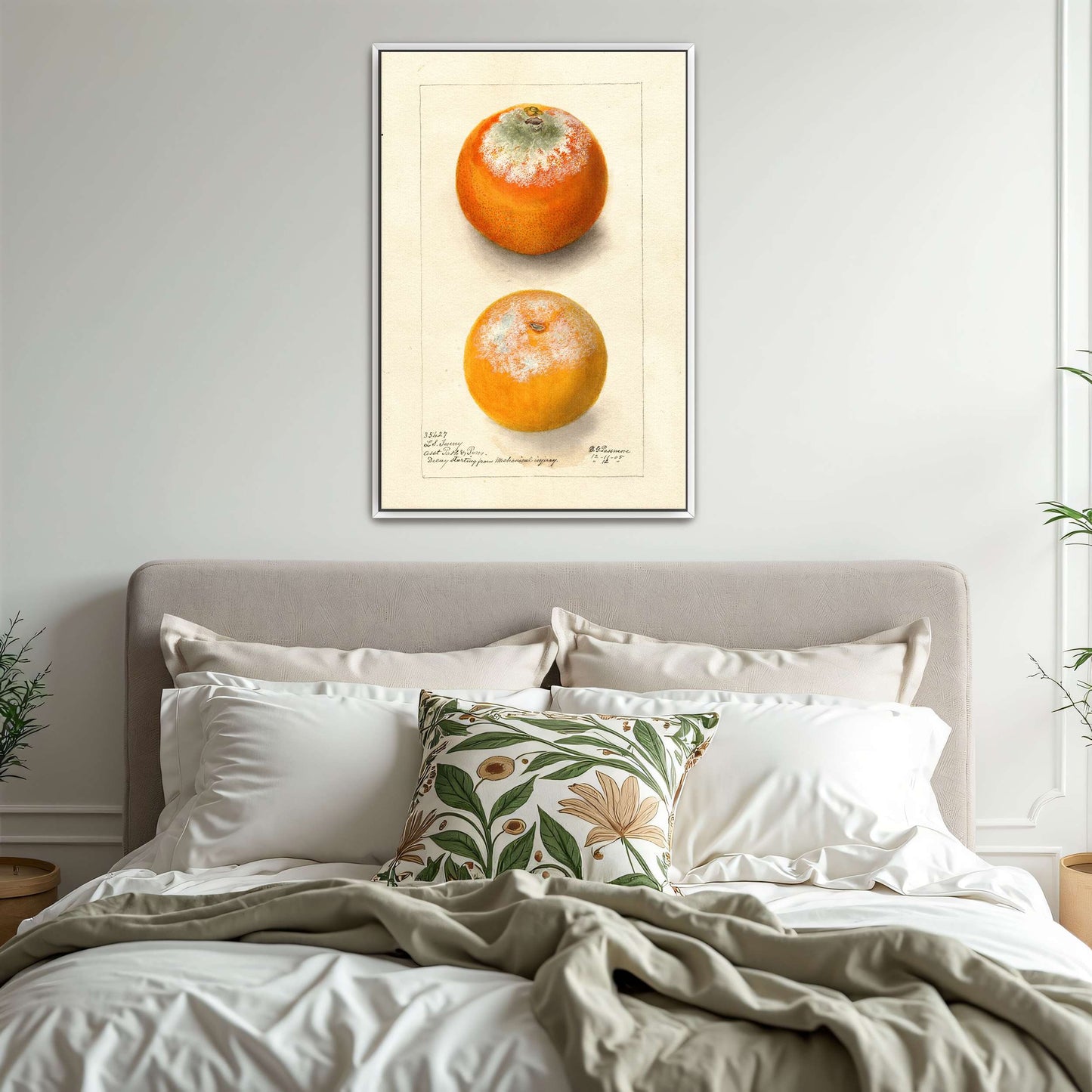 Moldy oranges, botanical study by Deborah Griscom Passmore