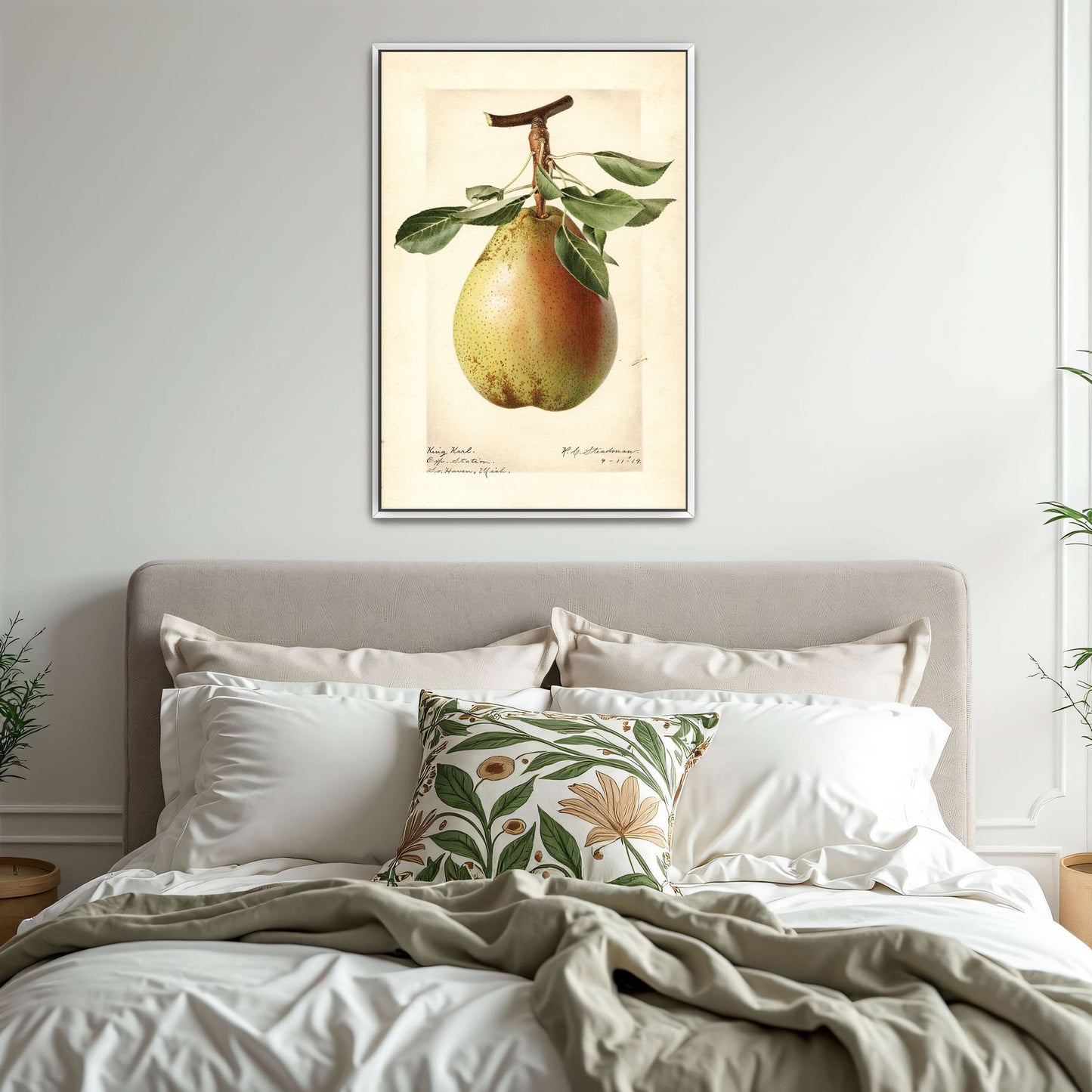King Karl Pear Botanical Illustration by Royal Charles Steadman