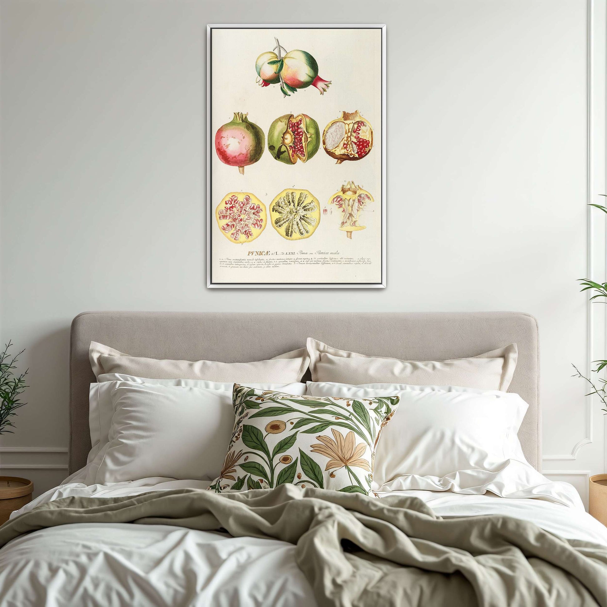 Pomegranate botanical illustration by Georg Dionysius Ehret