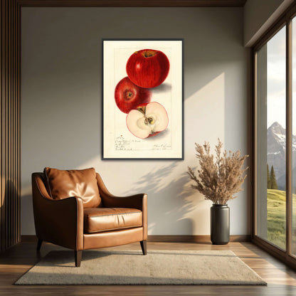 Three red apples, watercolor painting by Elsie E. Lower