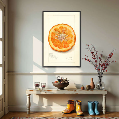 Dried orange slice watercolor by Amanda Almira Newton
