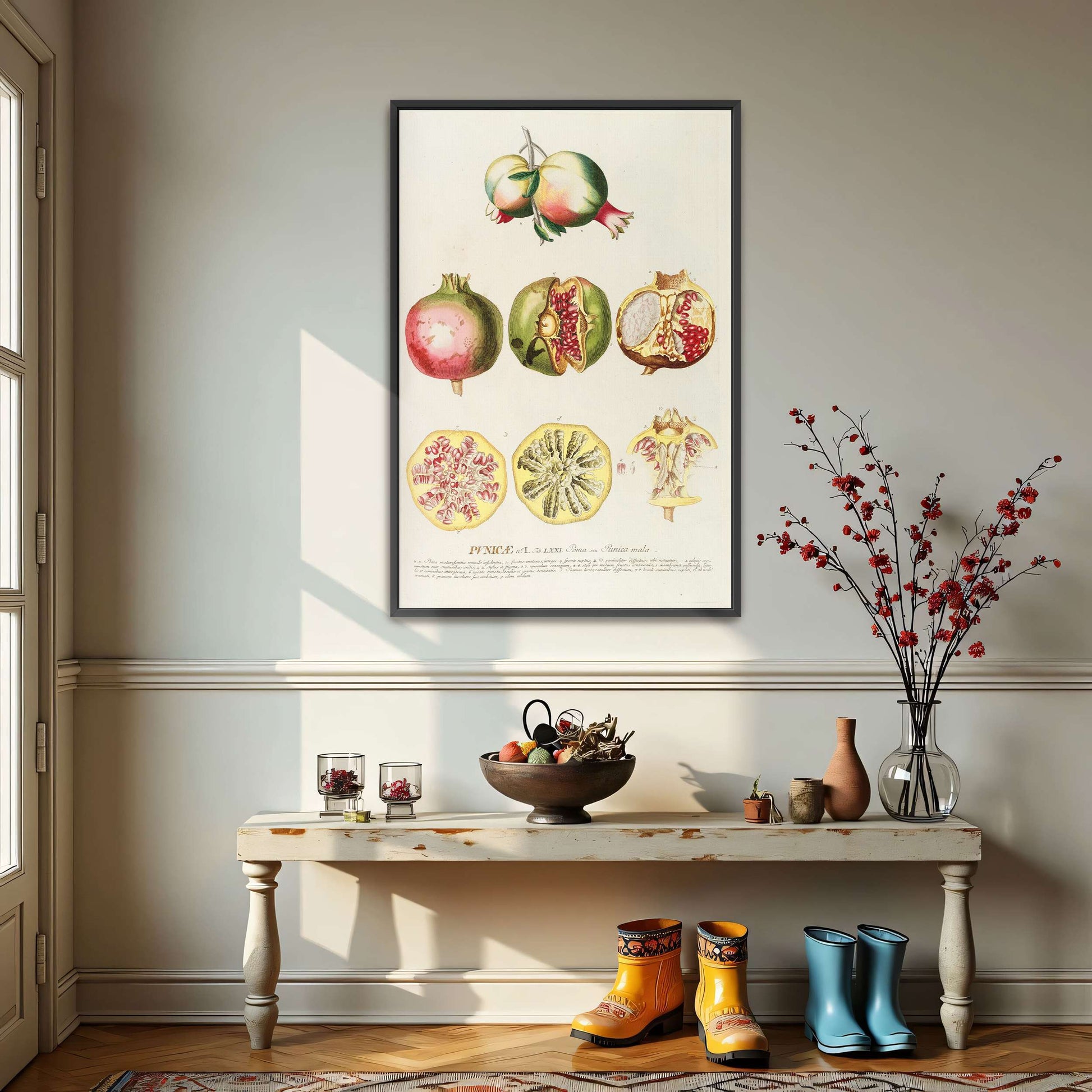 Pomegranate botanical illustration by Georg Dionysius Ehret