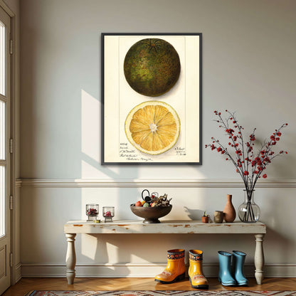Watercolor painting of a citrus fruit by Mary Daisy Arnold