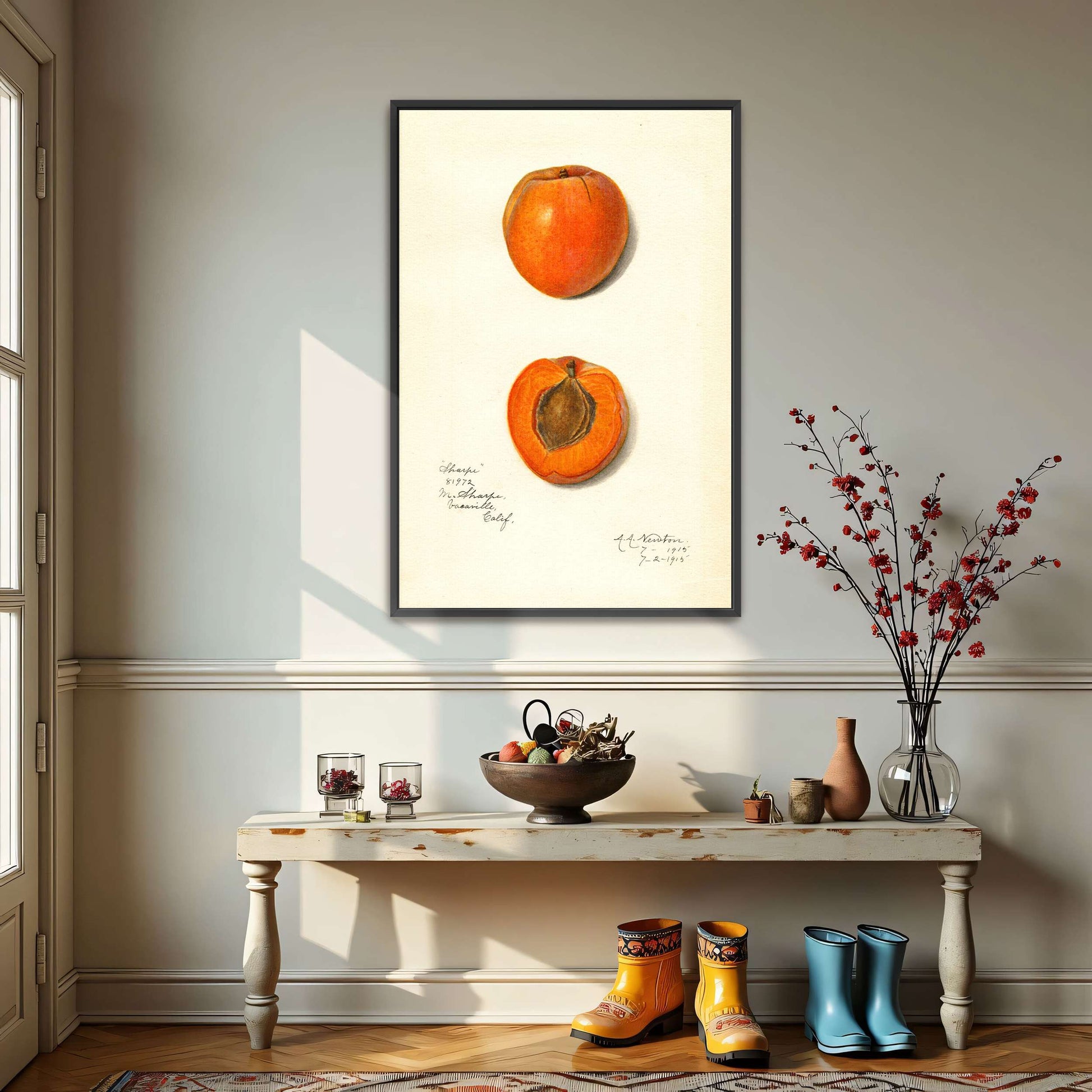 Apricot watercolor painting by Amanda Almira Newton