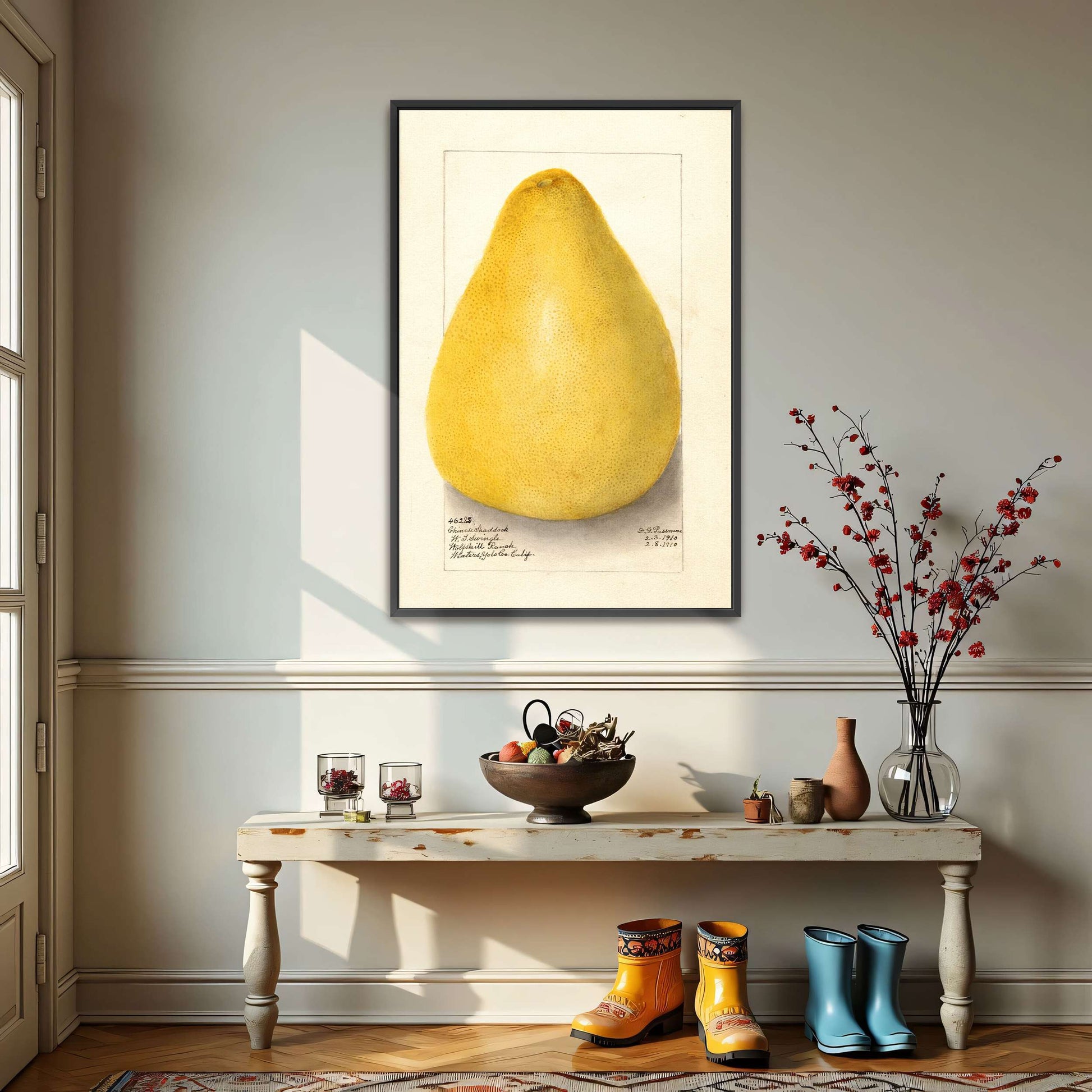 Watercolor of a pomelo by Amanda Almira Newton