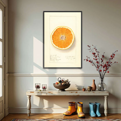 Orange cross-section watercolor by Ellen Isham Schutt