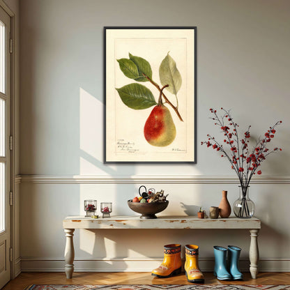 Summer Beauty pear watercolor by Deborah Griscom Passmore