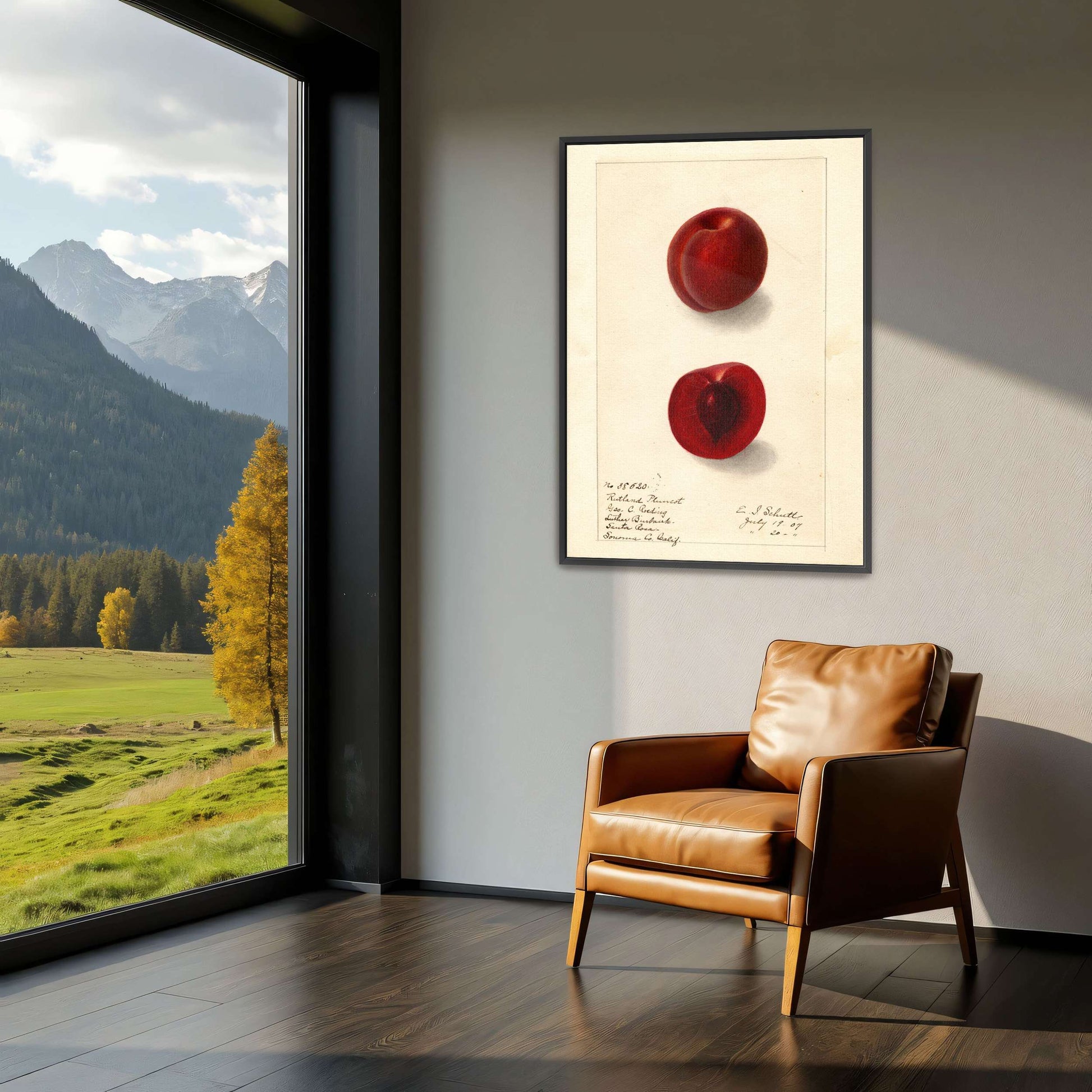 Plumcot illustration, botanical art by Ellen Isham Schutt