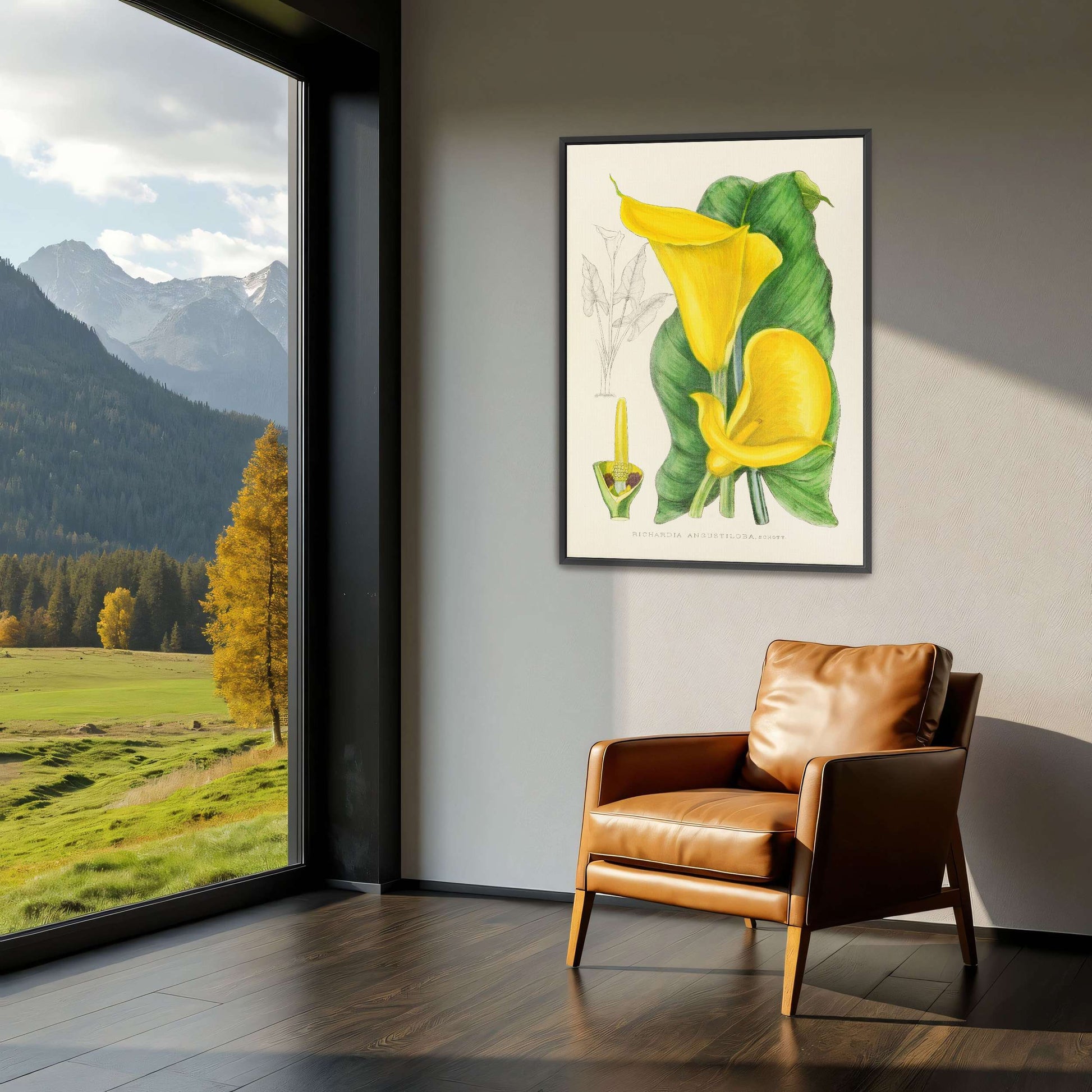 Yellow Calla Lily Botanical Illustration by Illtyd Buller Pole-Evans