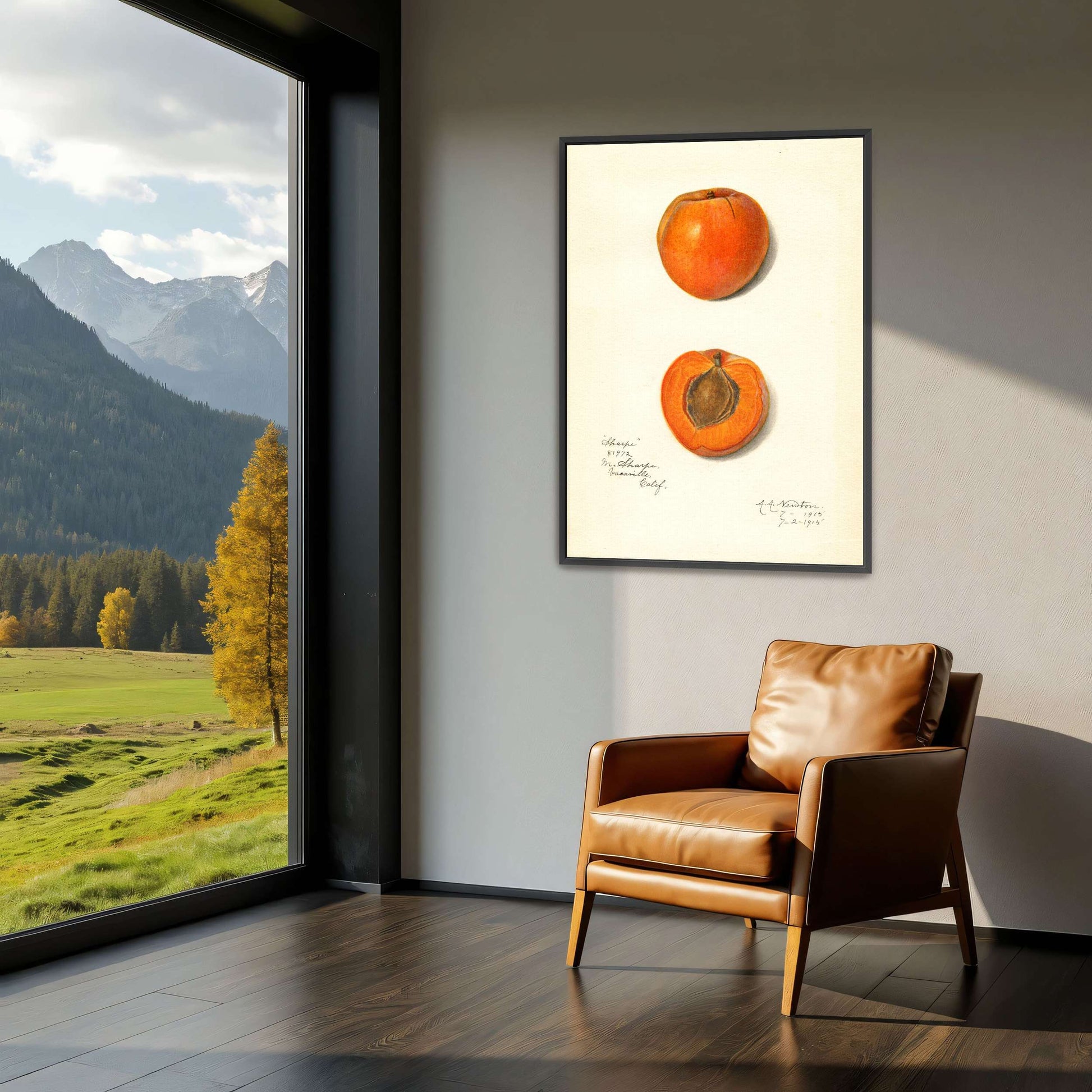 Apricot watercolor painting by Amanda Almira Newton