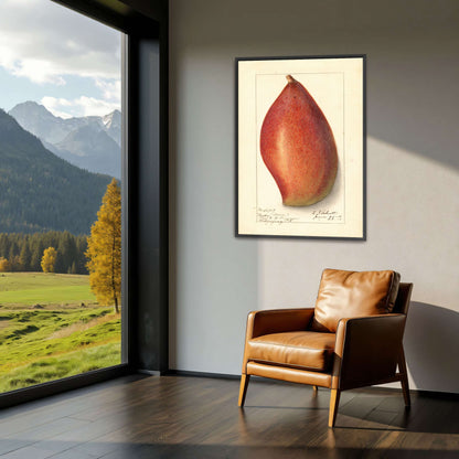 Red mango botanical illustration by Ellen Isham Schutt