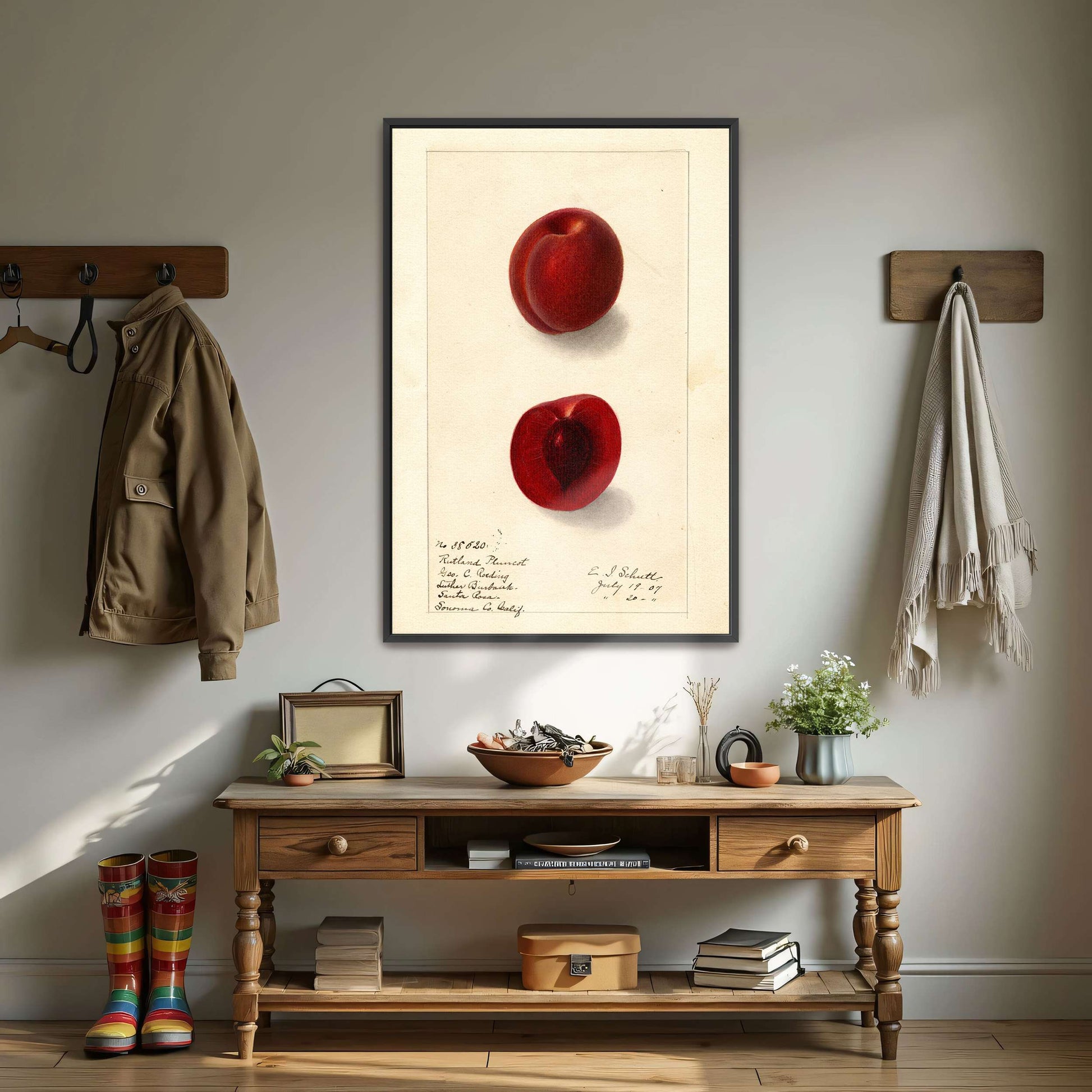 Plumcot illustration, botanical art by Ellen Isham Schutt