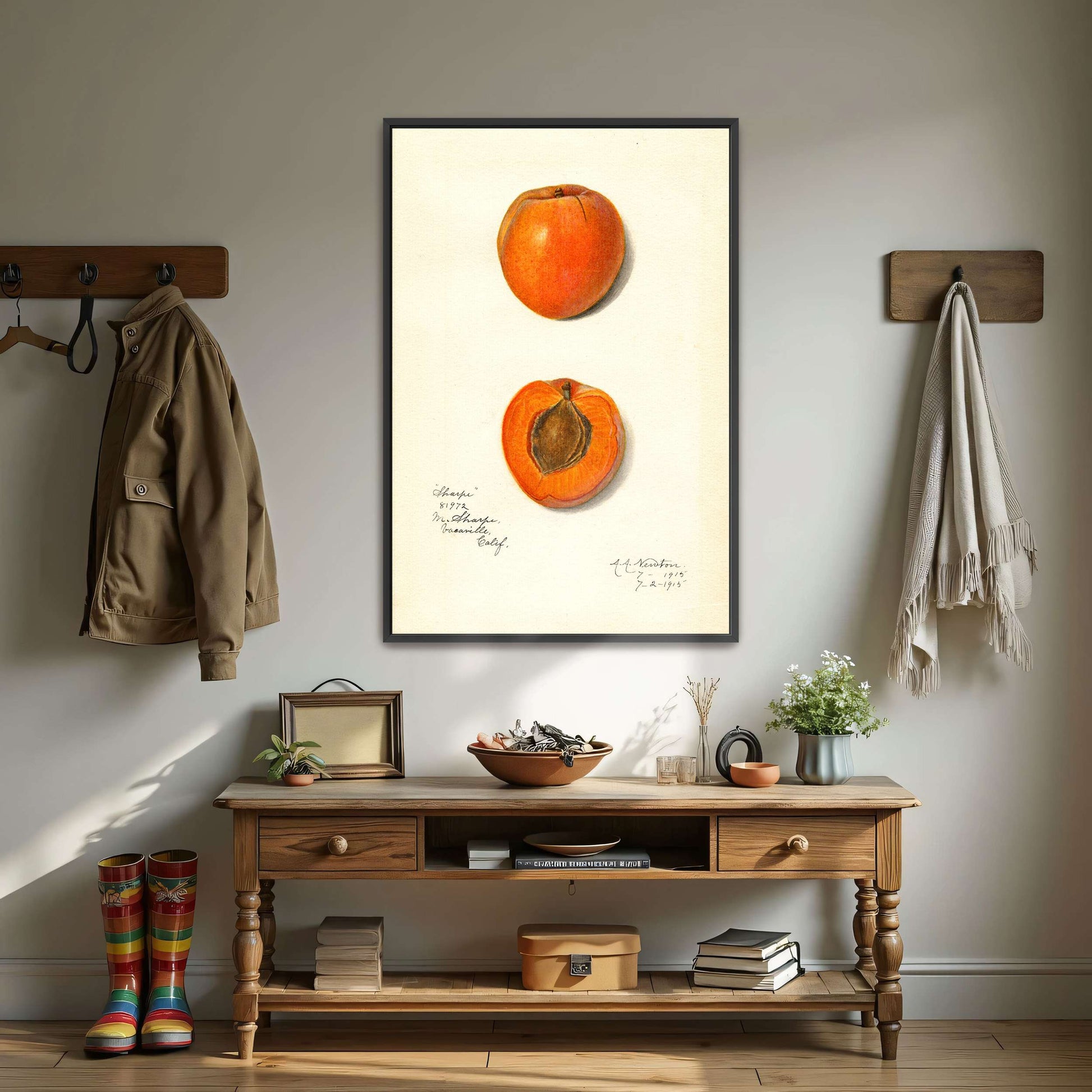 Apricot watercolor painting by Amanda Almira Newton