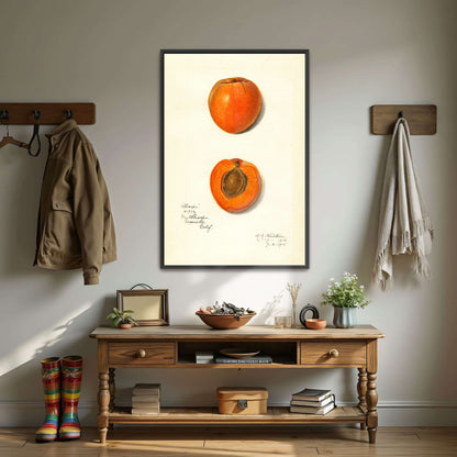 Apricot watercolor painting by Amanda Almira Newton
