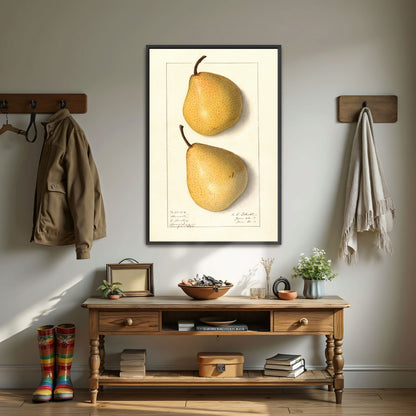 Howell Pear Watercolor Botanical Illustration By Ellen Isham Schutt