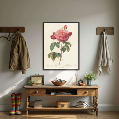 Pink rose botanical illustration by Pierre Joseph Redouté