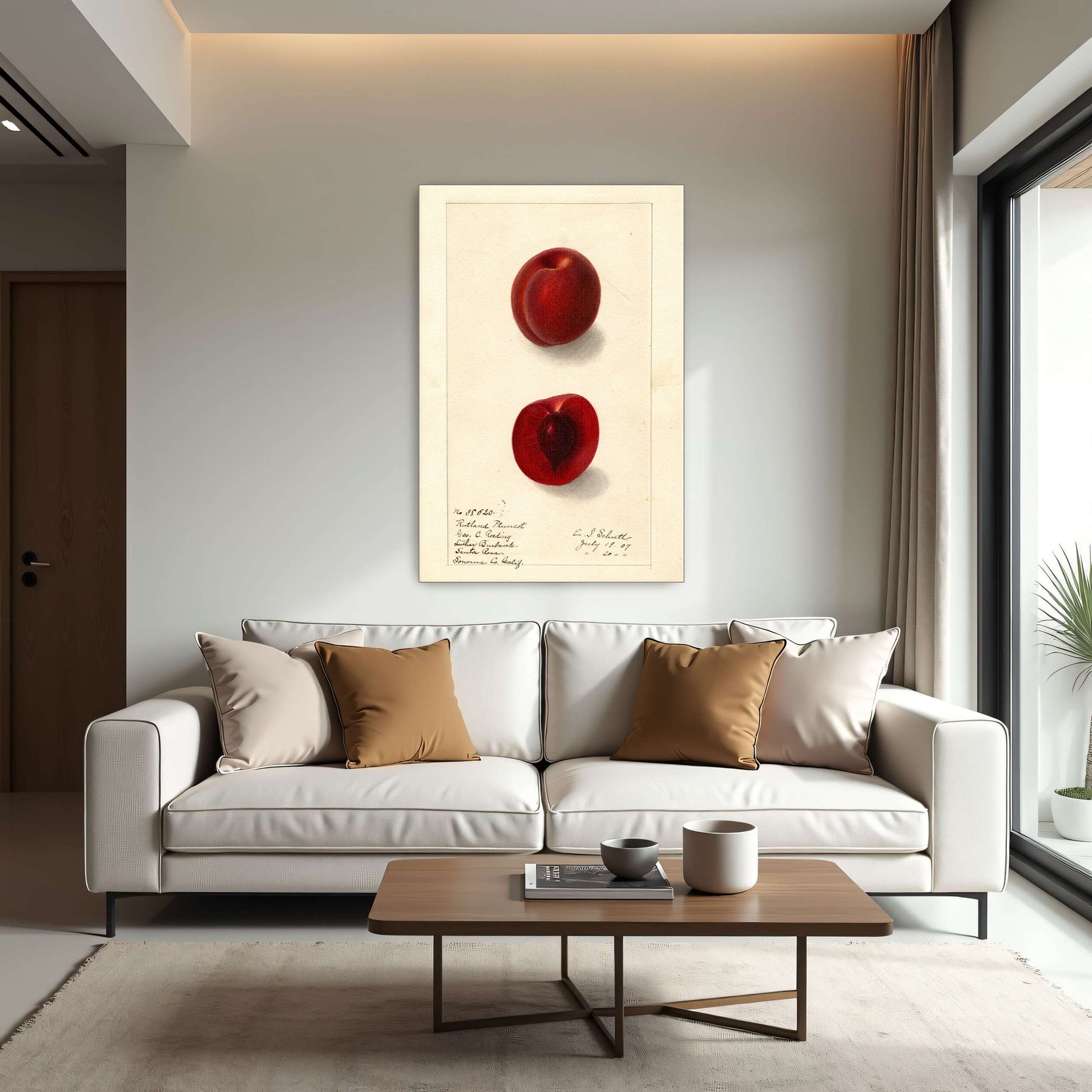 Plumcot illustration, botanical art by Ellen Isham Schutt