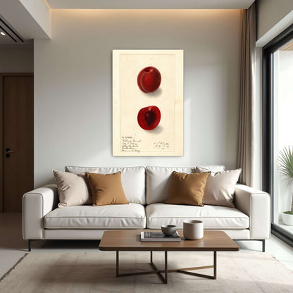 Plumcot illustration, botanical art by Ellen Isham Schutt