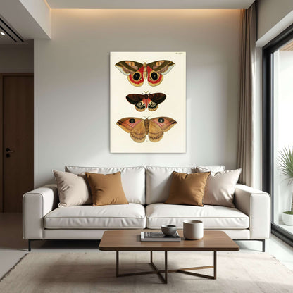 Three butterfly specimens on white background by Pieter Cramer
