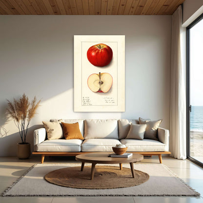 Winesap apple illustration by Ellen Isham Schutt