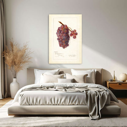 Watercolor painting of grapes by Amanda Almira Newton