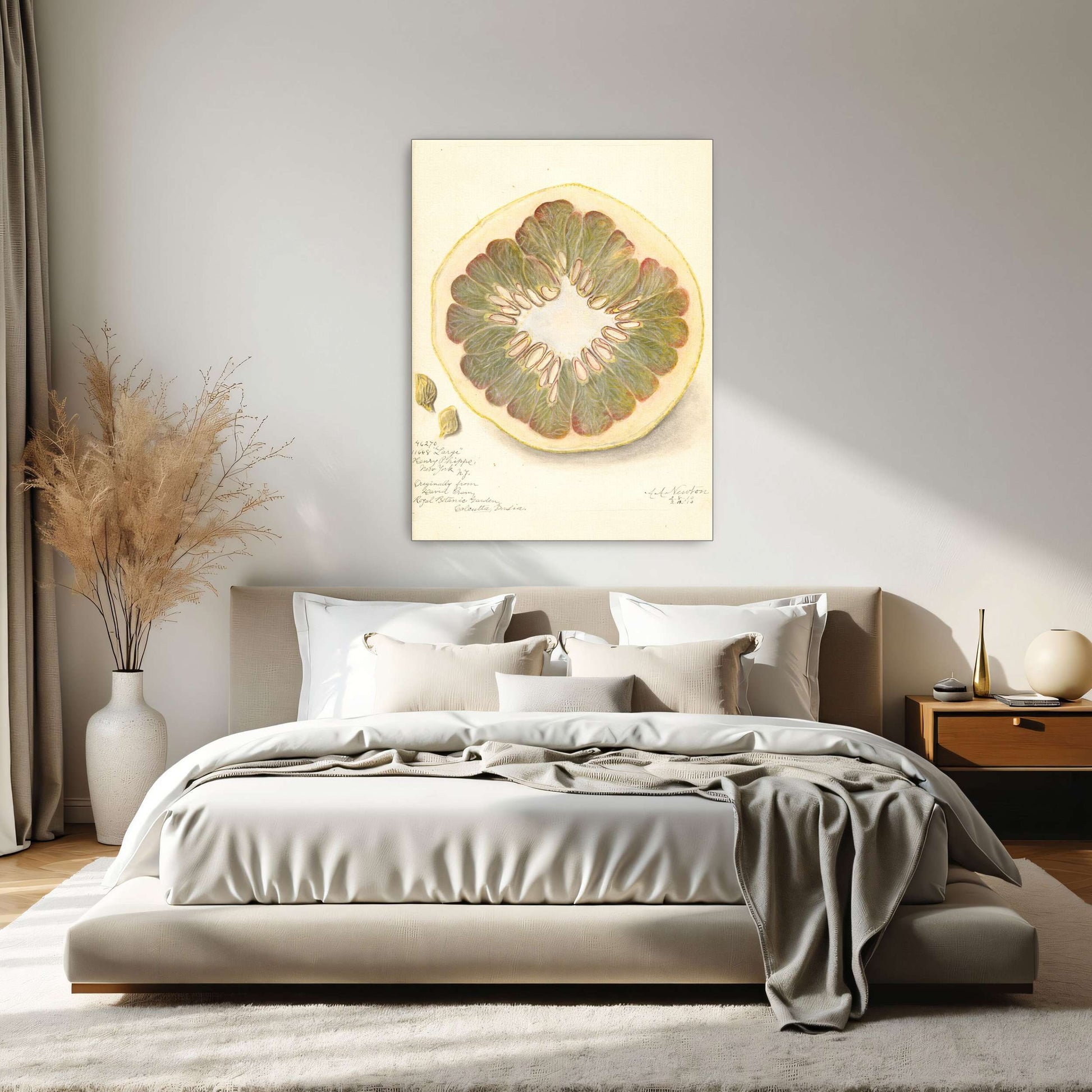 Pomelo cross-section watercolor by Amanda Almira Newton