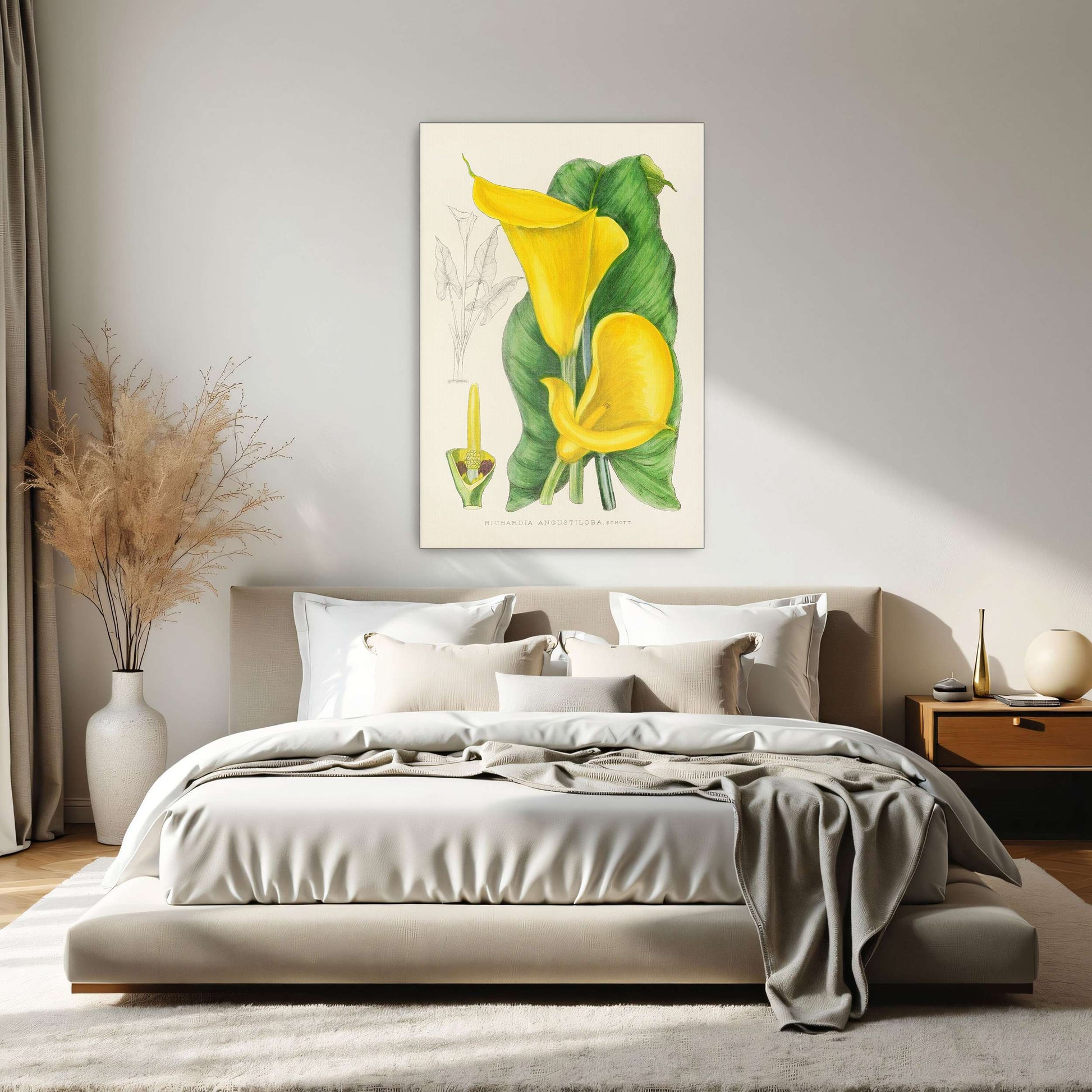 Yellow Calla Lily Botanical Illustration by Illtyd Buller Pole-Evans