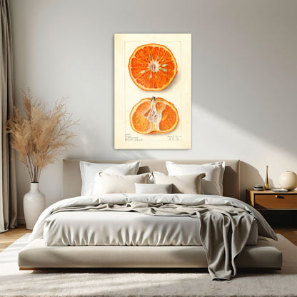 King Citrus Fruit Watercolor Illustration By Elsie E. Lower