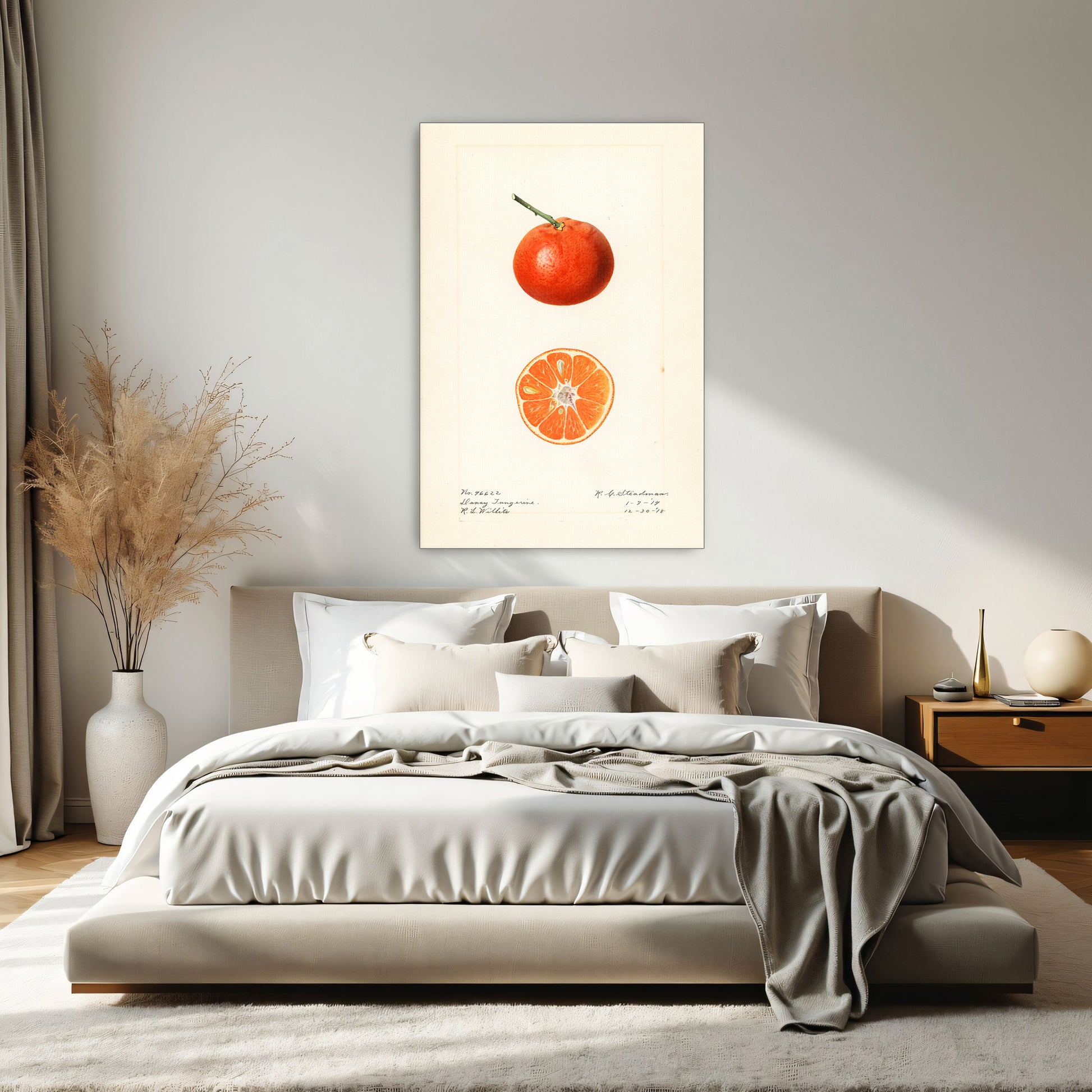 Dancy Tangerine Illustration Botanical Study By Royal Charles Steadman