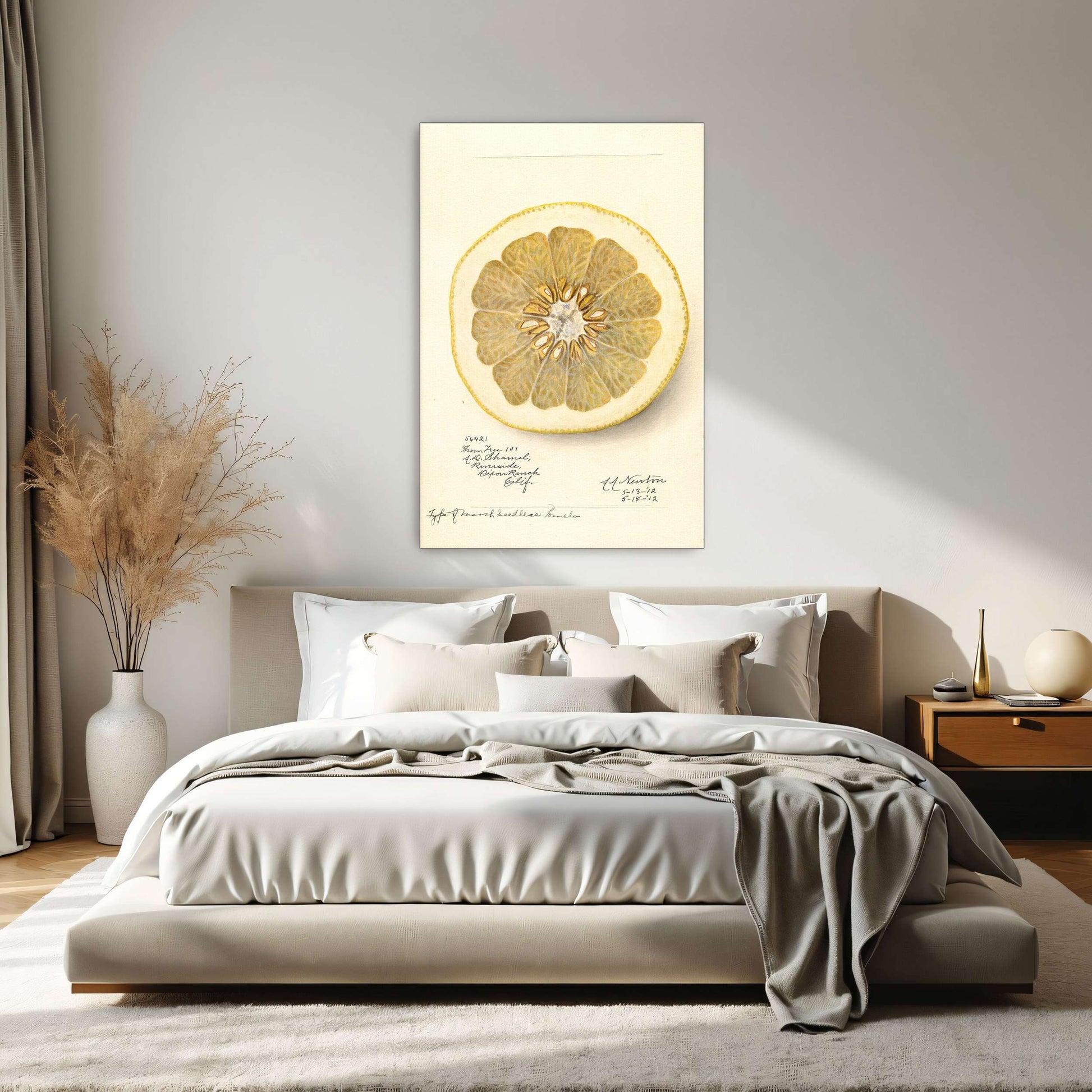 Watercolor of pomelo cross-section by Amanda Almira Newton