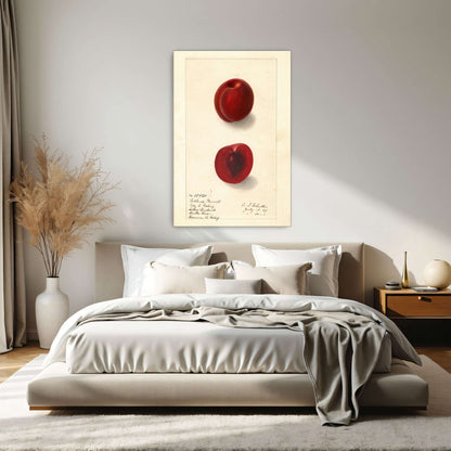 Plumcot illustration, botanical art by Ellen Isham Schutt