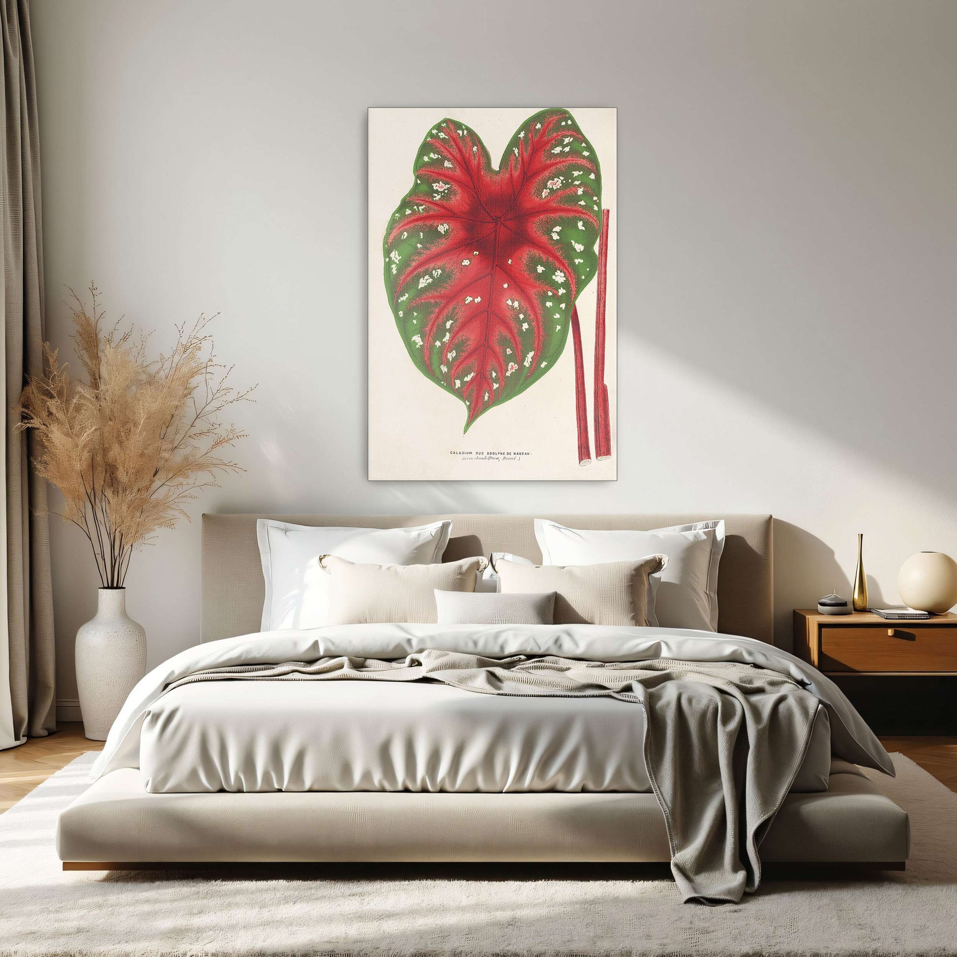 Caladium leaf botanical illustration by Charles Antoine Lemaire