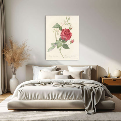 Red Rose Botanical Illustration by Pierre Joseph Redouté