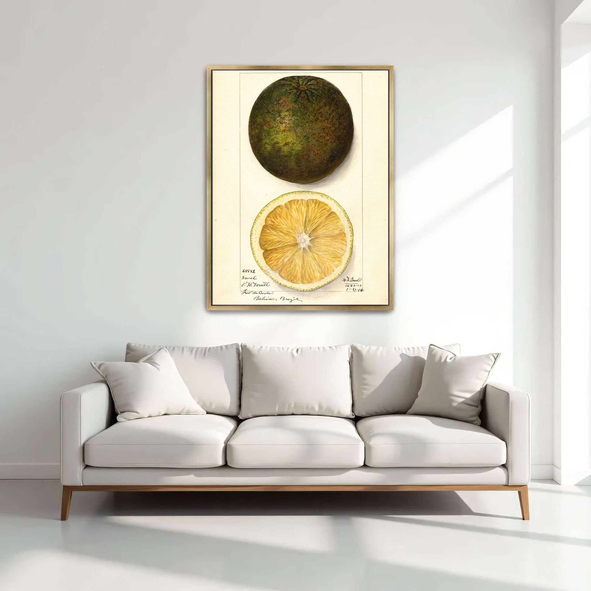 Watercolor painting of a citrus fruit by Mary Daisy Arnold