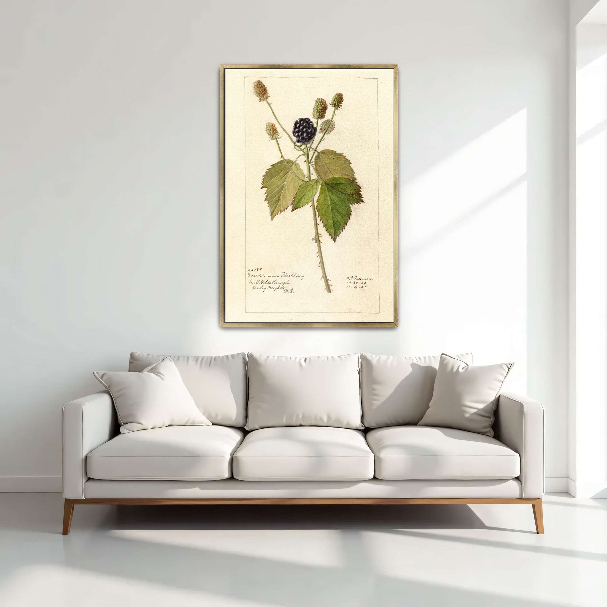 Everblooming Blackberry Botanical by Deborah Griscom Passmore