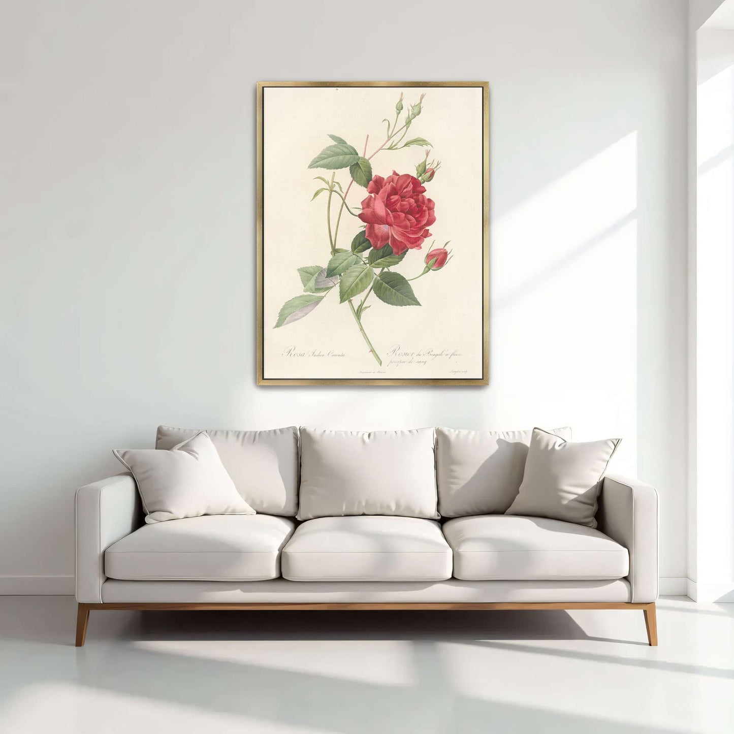 Red Rose Botanical Illustration by Pierre Joseph Redouté