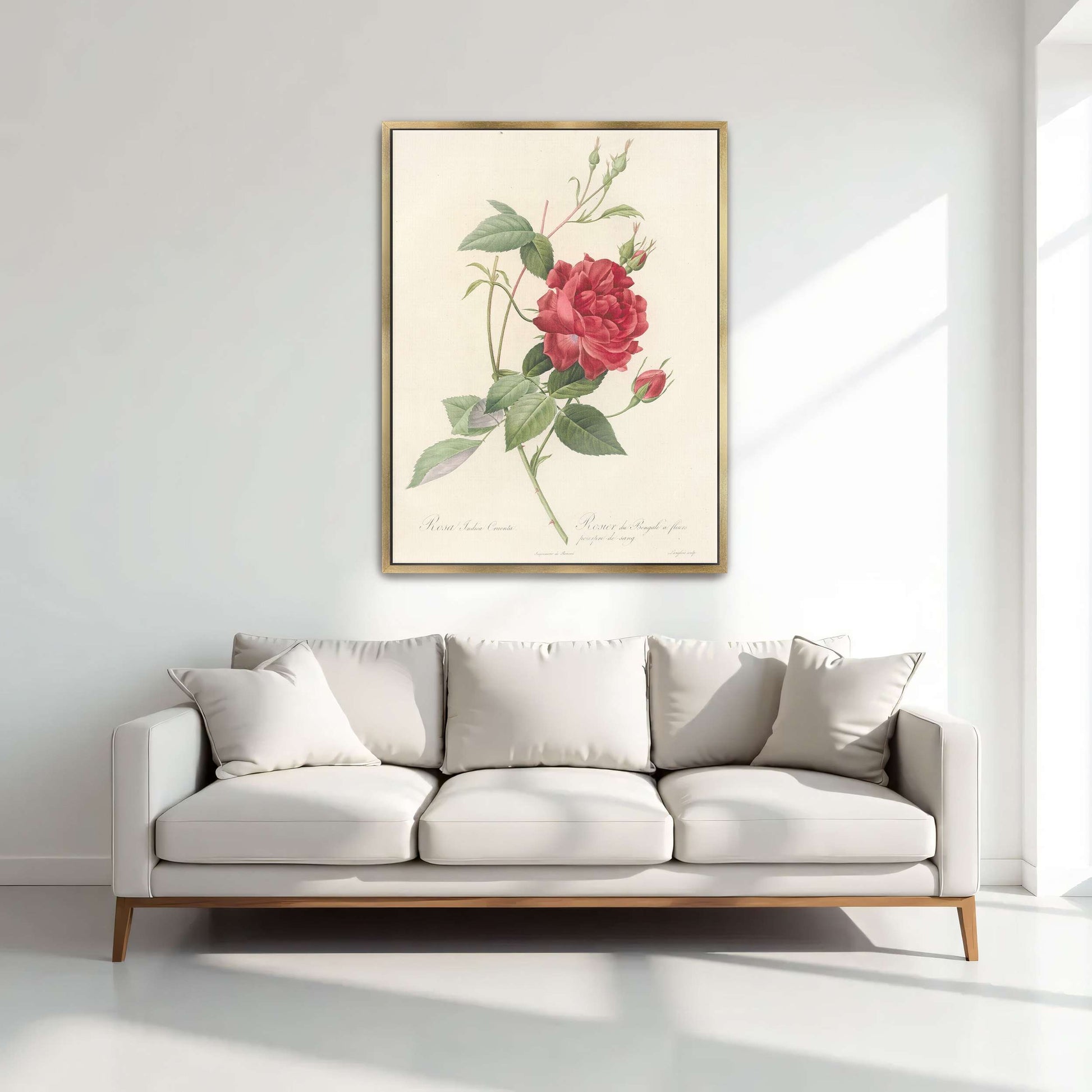 Red Rose Botanical Illustration by Pierre Joseph Redouté