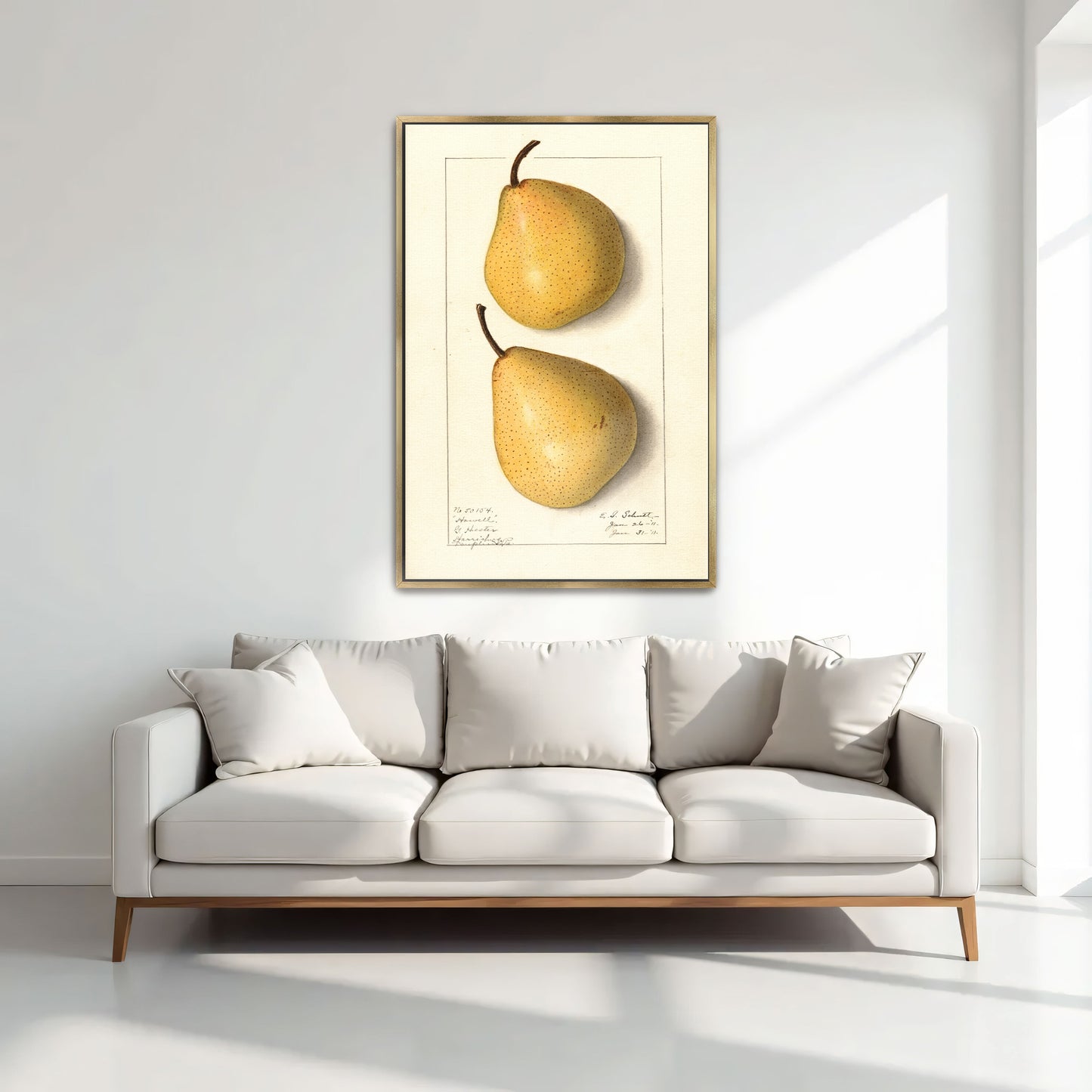 Howell Pear Watercolor Botanical Illustration By Ellen Isham Schutt