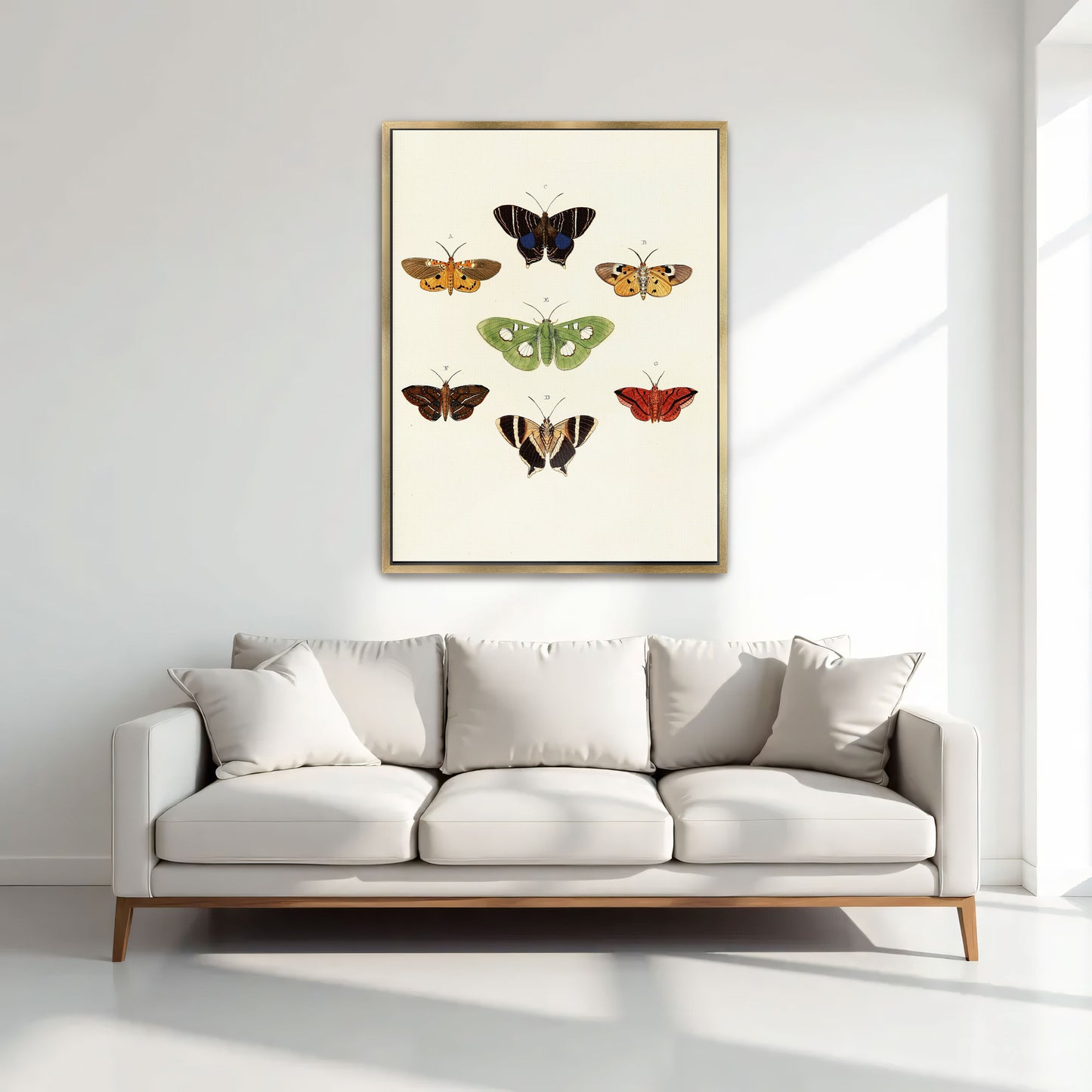 Exotic Butterflies Illustration By Pieter Cramer