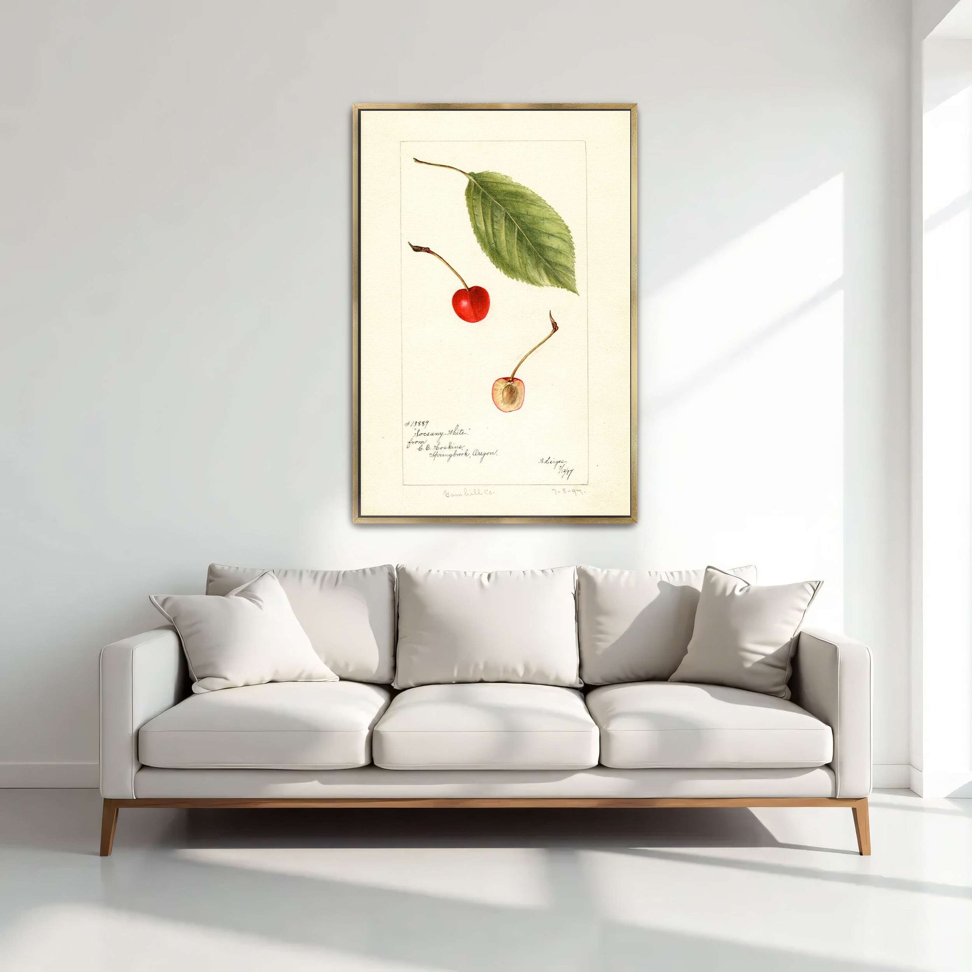 Cherry leaf and fruit watercolor by Bertha Heiges