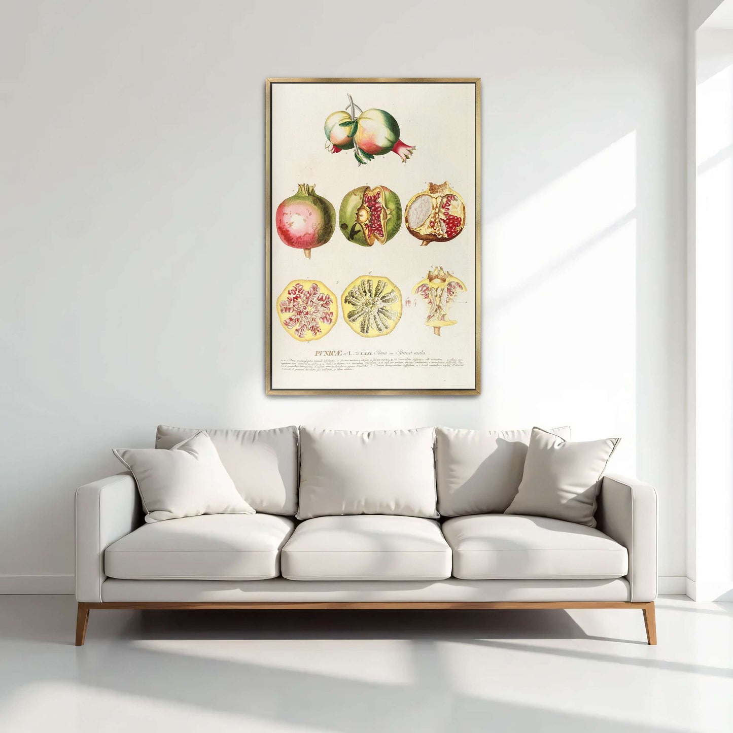 Pomegranate botanical illustration by Georg Dionysius Ehret