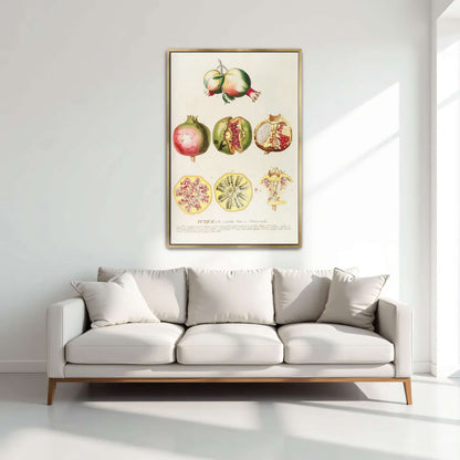 Pomegranate botanical illustration by Georg Dionysius Ehret