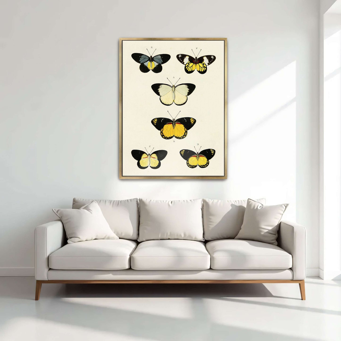 Five butterflies on white background by Pieter Cramer