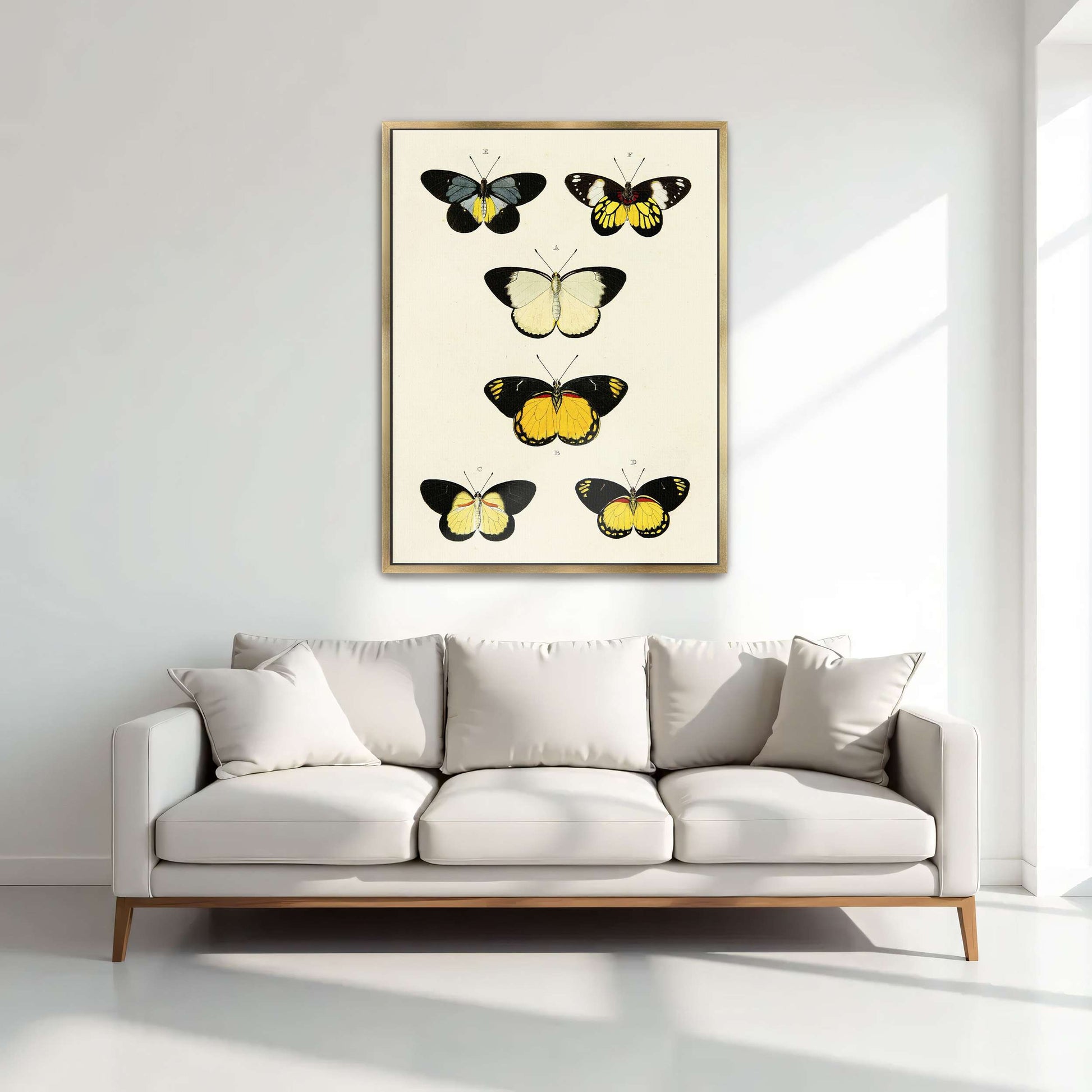 Five butterflies on white background by Pieter Cramer
