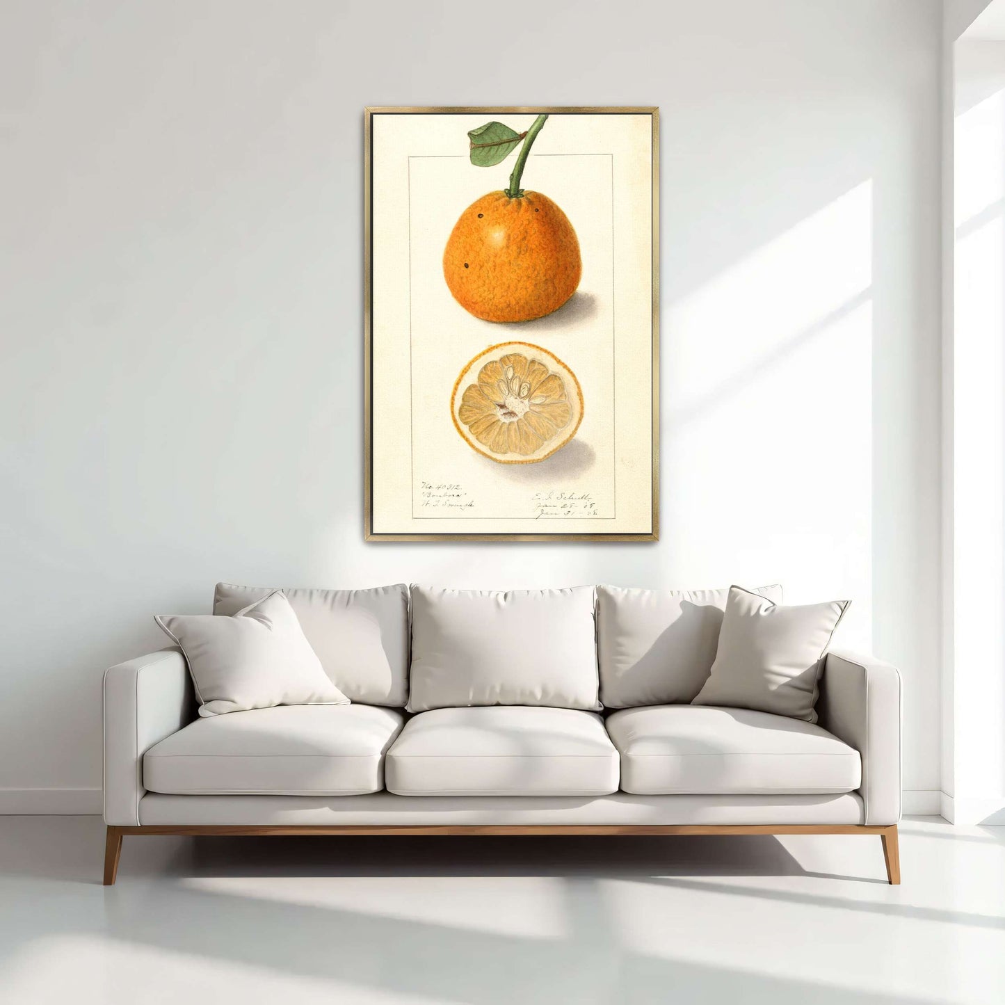 Orange fruit botanical illustration by Ellen Isham Schutt