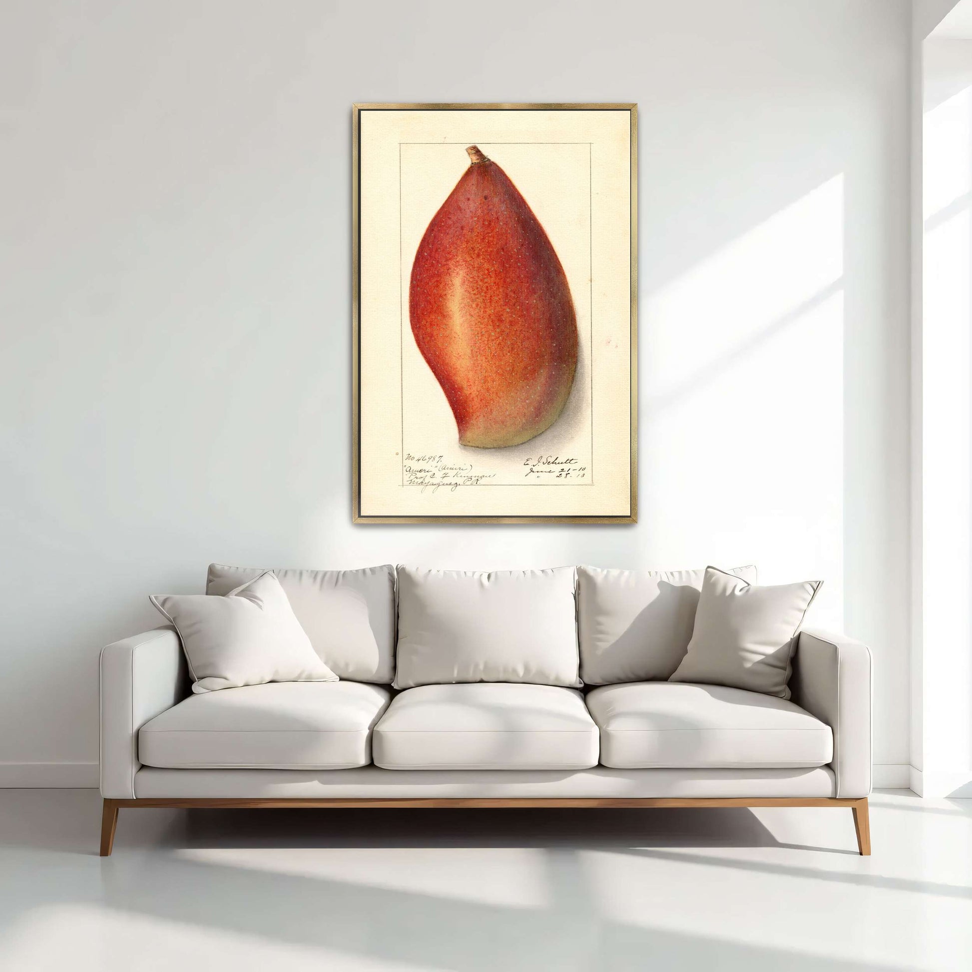Red mango botanical illustration by Ellen Isham Schutt