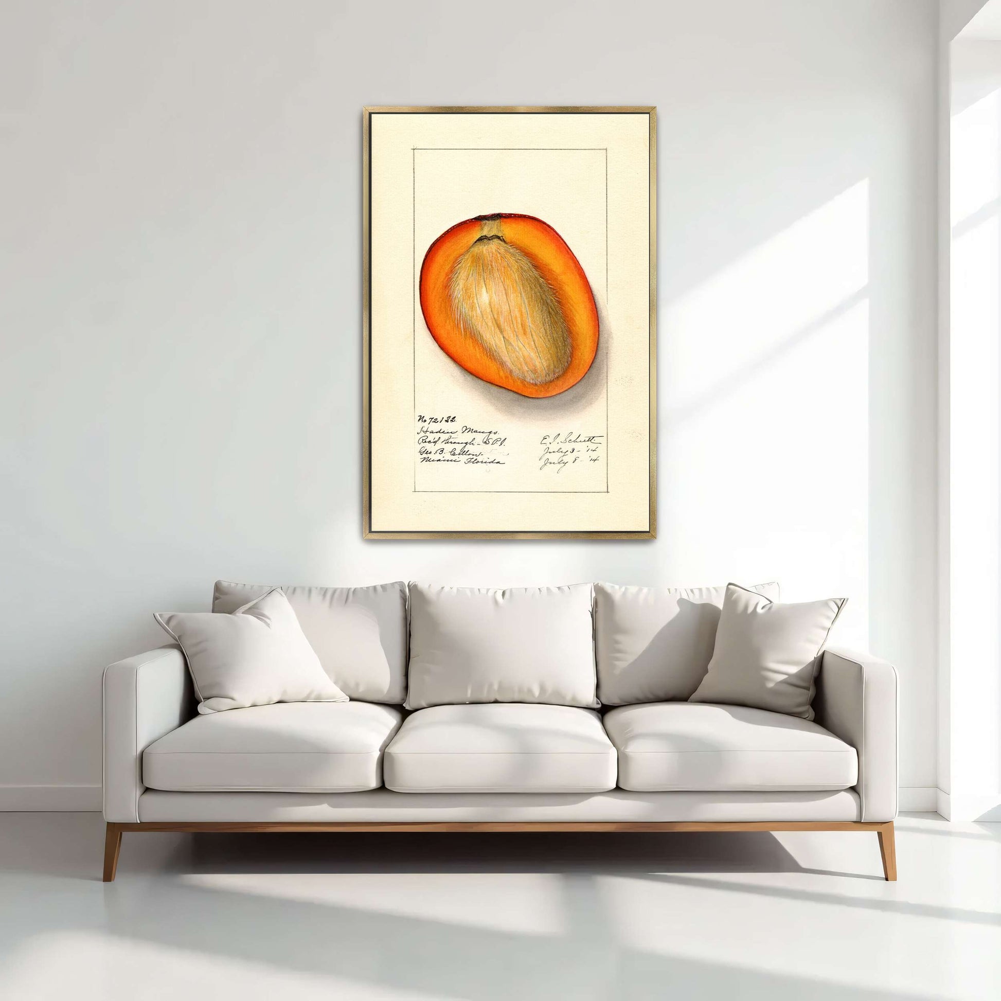 Haden Mango cross-section by Ellen Isham Schutt
