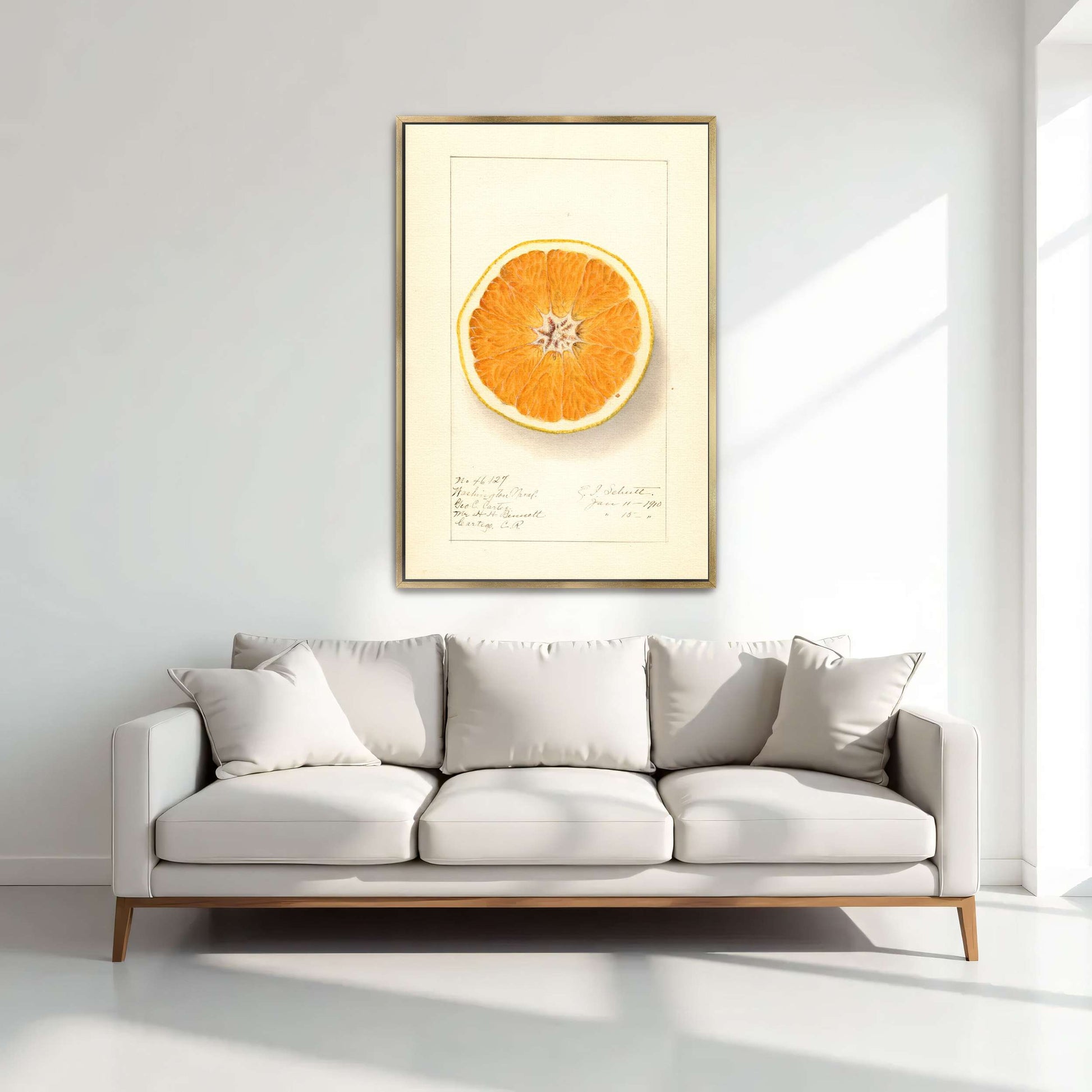 Orange cross-section watercolor by Ellen Isham Schutt