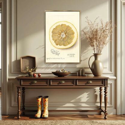 Watercolor of pomelo cross-section by Amanda Almira Newton